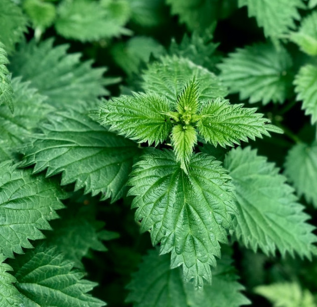 picture of stinging nettles