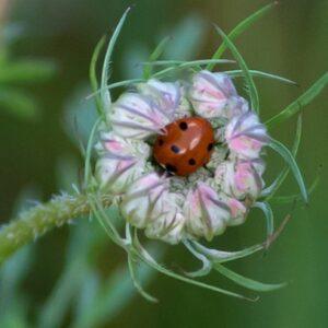 Photo of Queen Anne's Lace with a lady bug