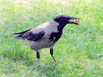 picture of a crow with a walnut